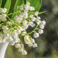lilyofthevalley2437090_960_720